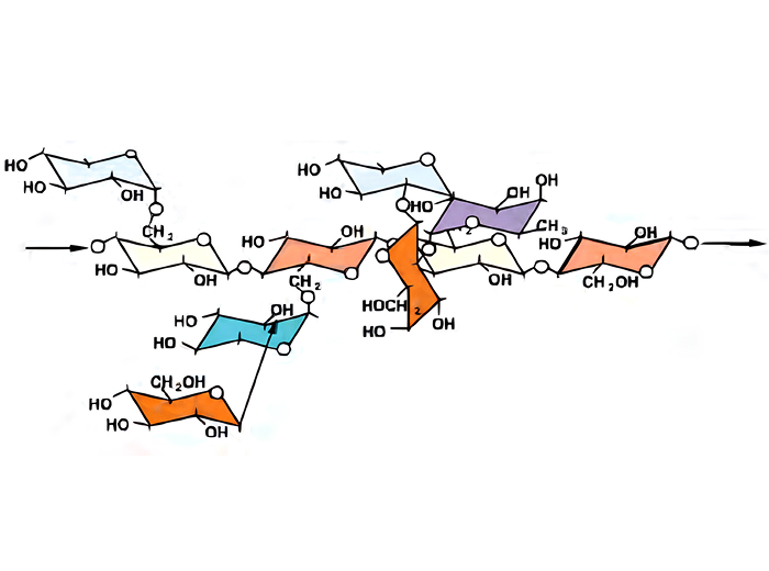 Struttura della Molecola di Xiloglucano